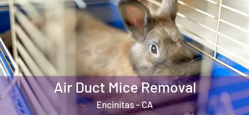  Air Duct Mice Removal Encinitas - CA